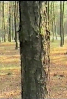 Dancing with Trees Trailer