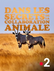 Dans les secrets de la collaboration animale Trailer