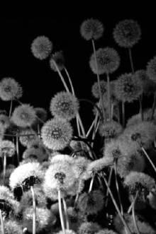 Dark Garden Trailer