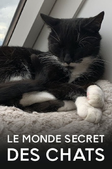 Das geheime Wesen der Katzen Trailer