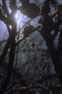 Daydreams Trailer