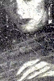 Debris Trailer