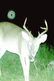 Deer Census Trailer