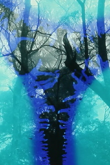 Deforest Trailer