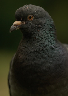 Deformed Pigeon Feet Trailer