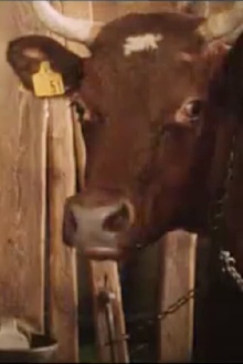 Del av den värld som är din : en kofilm Trailer