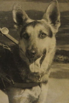 Der Blinde und sein Hund Trailer