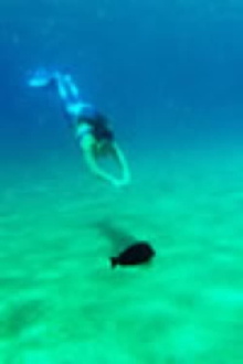 DER SCHWIMMER UND DIE MEERJUNGFRAU Trailer