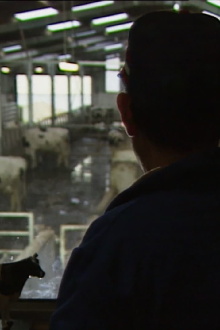 Des taureaux et des vaches Trailer