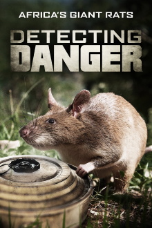 Detecting Danger: Africa's Giant Rats Trailer