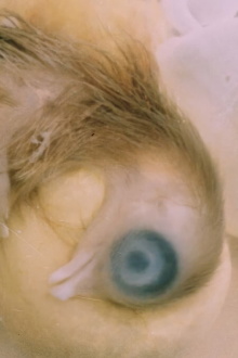Development of the Bird Embryo Trailer