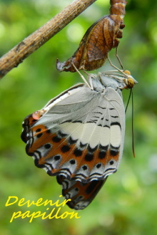 Devenir papillon Trailer