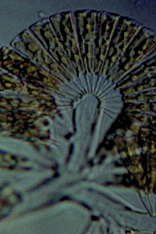 Diatoms Trailer