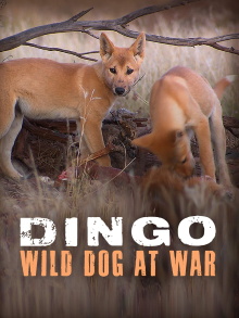 Dingo: Wild Dog at War Trailer