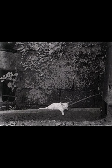 Director's Cat Trailer