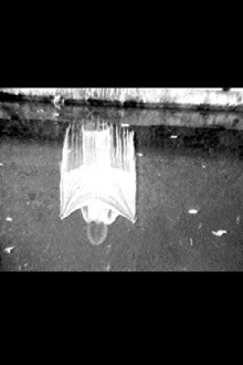 Disturbances Trailer