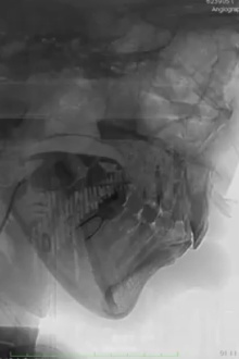 DNA Trailer