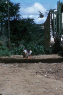 Dog Trailer