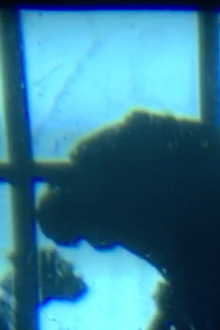 Dog at Window Trailer