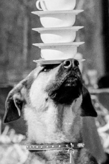 Doggie Chronicle Trailer