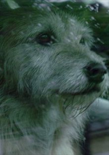 Doggone Trailer