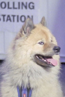 Dogs at Polling Stations Trailer