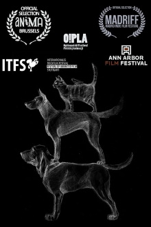 Dog’s Field Trailer