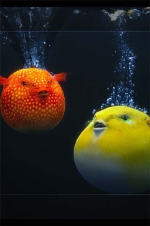 Dolby Atmos and Dolby Vision Demo: Pufferfish Trailer