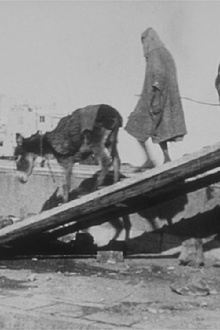 Donkeys Trailer