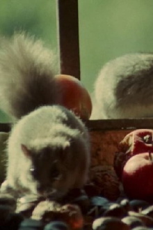 Dormouse Trailer