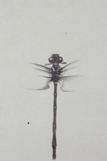 Dragonfly Trailer
