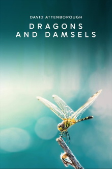 Dragons and Damsels Trailer