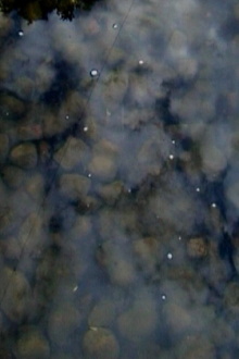 Drops on Marble Trailer