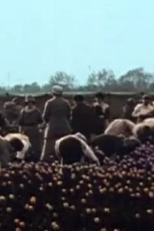 Dutch Tulips and Clogs Trailer