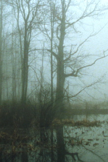 Early Spring Wetlands Trailer