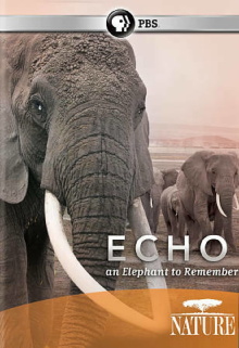 Echo: An Elephant to Remember Trailer