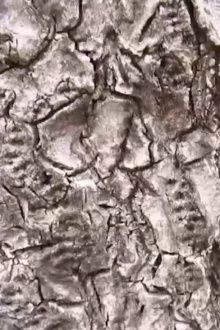 Ecosystem 16 ~ Geoid Trailer