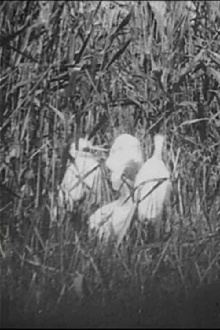 Egrets Trailer