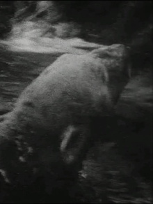 Eisbär Trailer