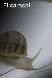 El caracol Trailer