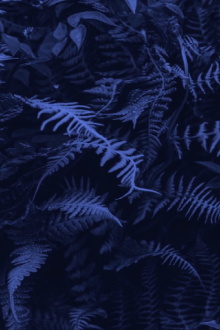 Elastic Jungle Trailer