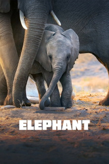 Elephant Trailer