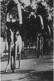 Elephant March in Phnom Penh Trailer