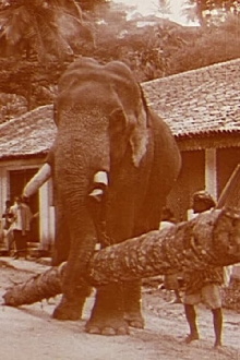 Elephants at Work Trailer