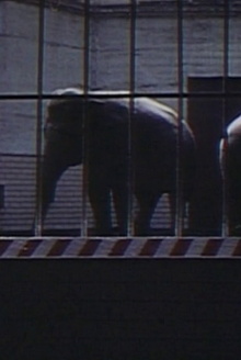 Elephants: Fragments in an Argument Trailer