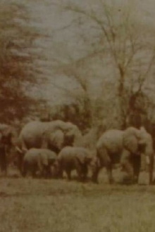 Elephants' Test Trailer
