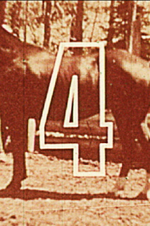 Eleven Different Horses Trailer