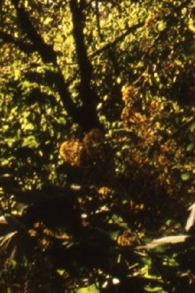 Elohim Trailer