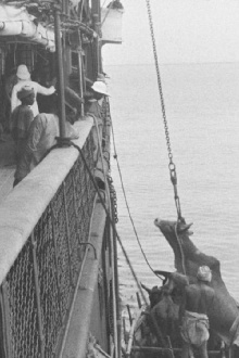 Embarquement d'un bœuf à bord d'un navire Trailer