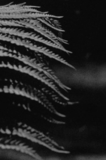 emergence Trailer